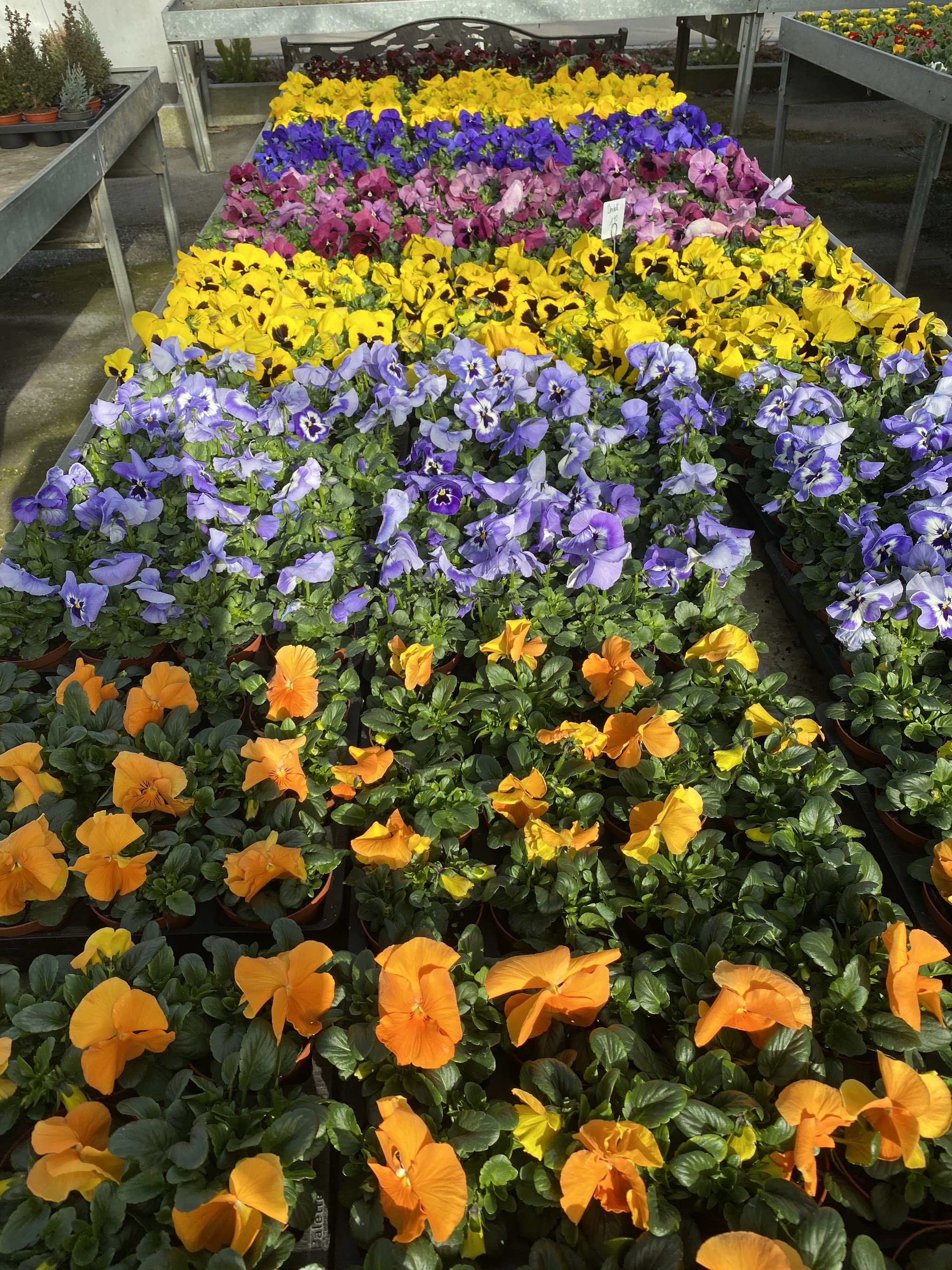 Pflanzen aus der Gärtnerei Blumen Spengler AG