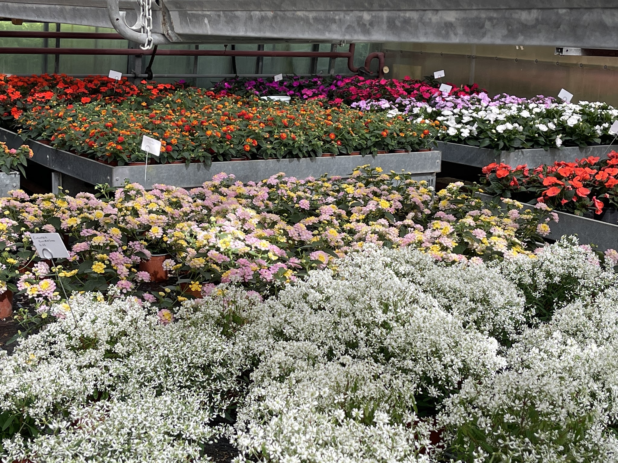Pflanzen aus der Gärtnerei Blumen Spengler AG